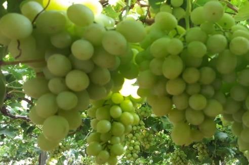 Superior green grapes
