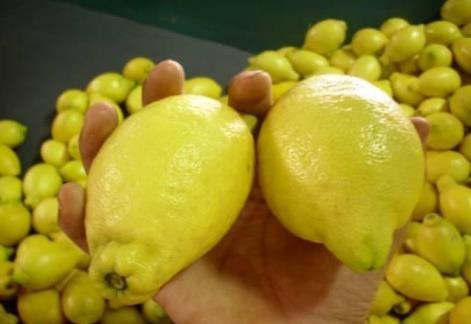 Verna lemons