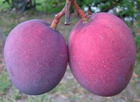 Tommy mangoes