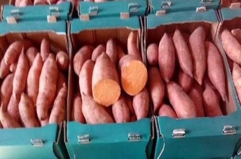 Egyptian sweet potatoes